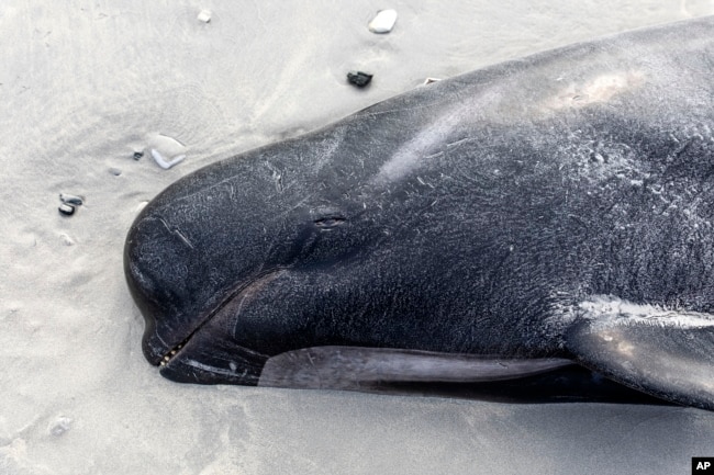 A dead pilot whale lays the beach at Tupuangi Beach, Chatham Islands, in New Zealand's Chatham Archipelago, Saturday, Oct. 8, 2022. Some 477 pilot whales have died after stranding themselves on two remote New Zealand beaches over recent days, officials say. (Tamzin Henderson via AP)