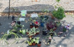 DC Plant Swap 9 September 2020 @fonarboretum (Facebook events by Washington Gardener Magazine)