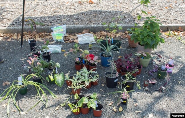 DC Plant Swap 9 September 2020 @fonarboretum (Facebook events by Washington Gardener Magazine)