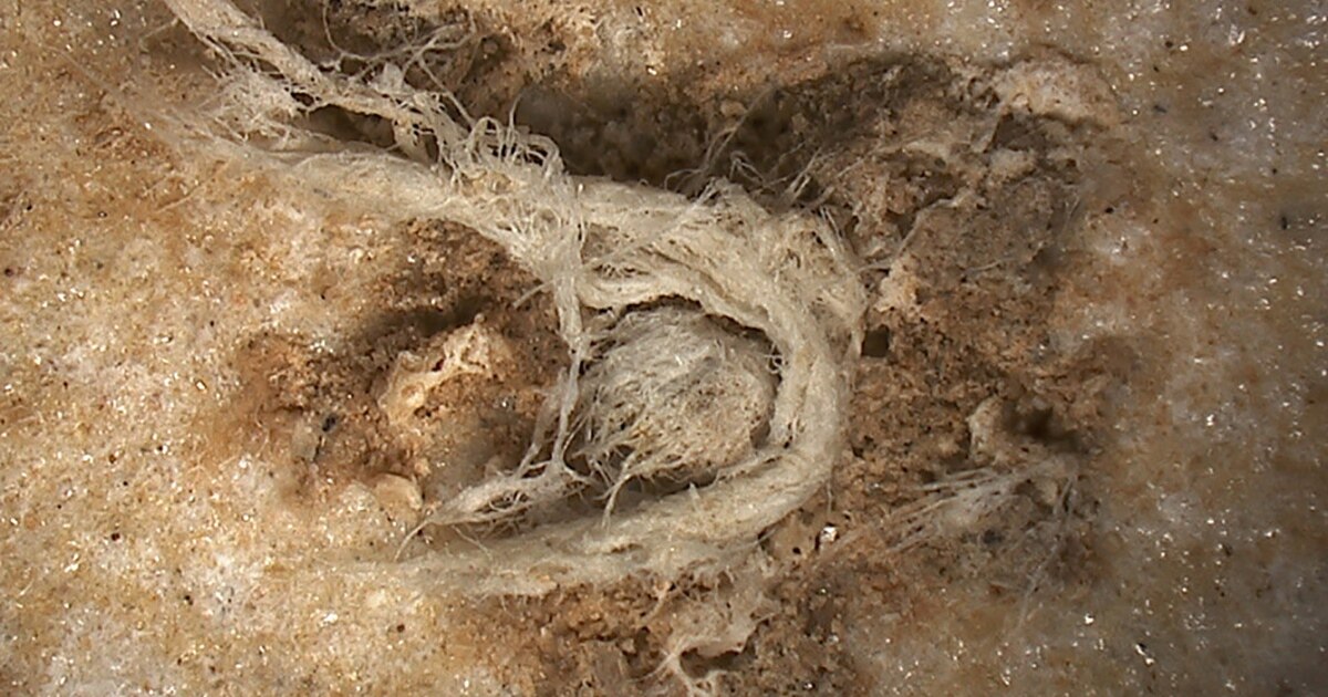 Stringwood Extinct Ancient String Adds to Evidence of Early Human Relative’s Abilities