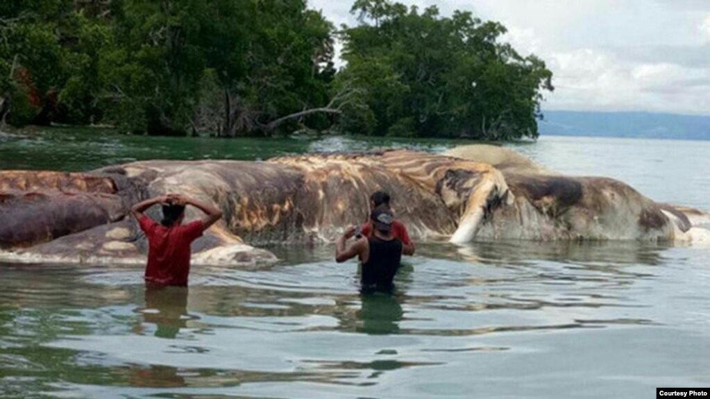 sea monster carcass identified