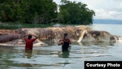 A mysterious sea creature that washed up on an Indonesian beach has been identified. (Pattimura Military Command)