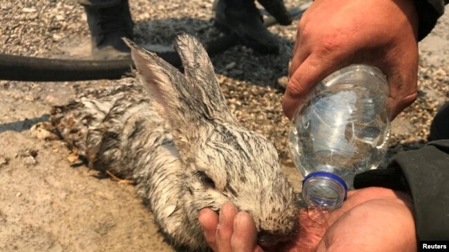 Romanyalı bir itfaiyeci, Rodos'taki yangından kurtarılan bir tavşana su içiriyor.