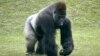 Найстарша горила з тих, які живуть у зоопарках, святкує 58-річчя