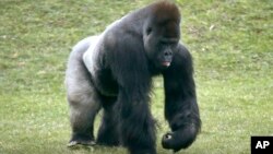 FILE - Mrithi, a 20-year-old male western lowland gorilla.