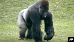 FILE - Mrithi, a 20-year-old male western lowland gorilla.