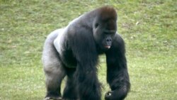 Science in a Minute: Male Gorillas Use Chest Beating to Communicate Body Size