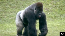 Mrithi, a 20-year-old male western lowland gorilla.