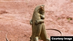 Highly Commended: 'Martian Tango' - Sergey Savvi - Russia - Kaeng Krachan. (Comedy Wildlife Photography Awards)