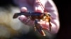 Usulan Ekspor Benih Lobster Indonesia Menuai Kecaman