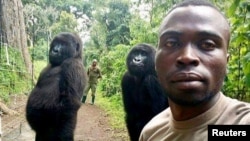 Mathieu Shamavu, jagawana Virunga dan pengurus Pusat Perawatan Gorila Gunung Senkwekwe berswafoto dengan dua gorila dari Taman Nasional Virunga di Republik Demokratik Kongo, 18 April 2019.(Foto: Mathieu Shamavu untuk www.virunga.org via Reuters)