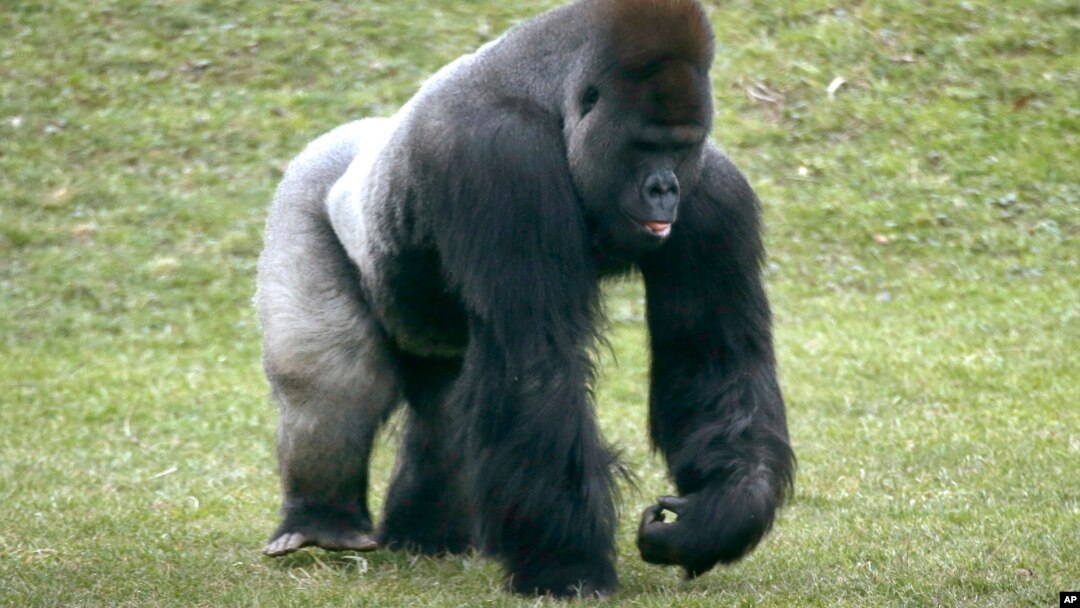 Khỉ gorilla ở vùng đất thấp cũng là nạn nhân của vi rút Ebola.