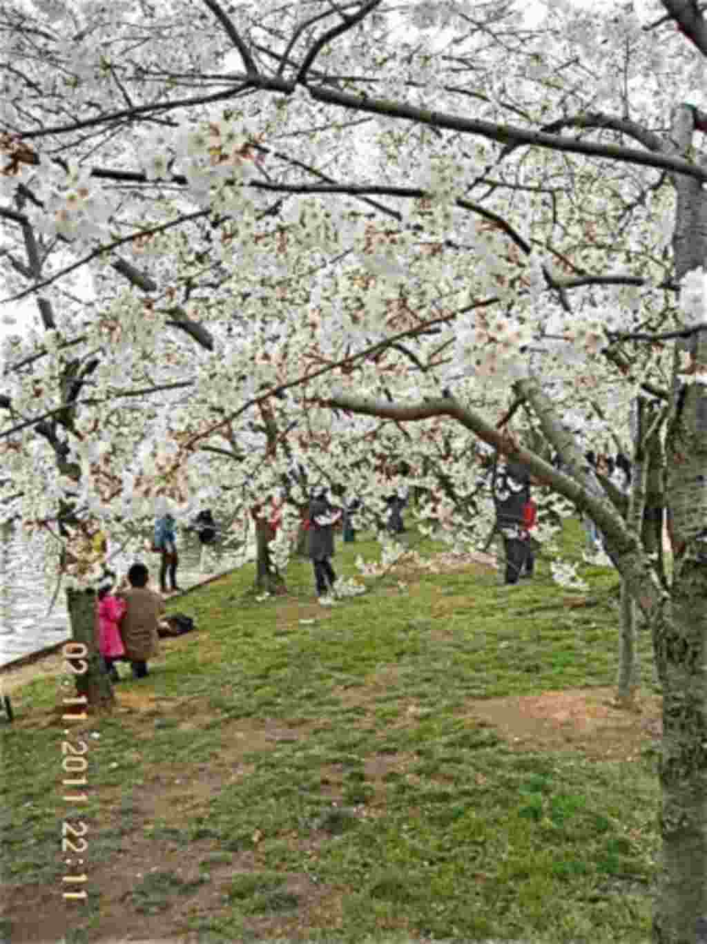 فستیوال شکوفه های گیلاس در واشنگتن ۲۰۱۱