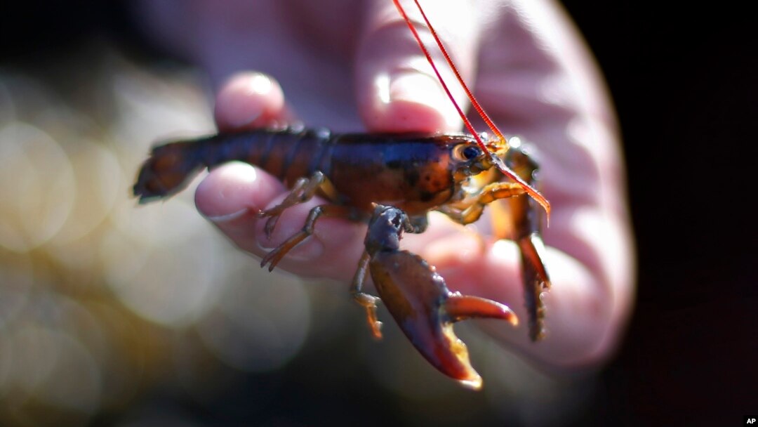 Seorang pakar biologi di Friendship Long Island, Maine, menunjukkan benih lobster, 9 Mei 2016. (Foto: Ilustrasi/AP)