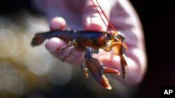 Seorang pakar biologi di Friendship Long Island, Maine, menunjukkan benih lobster, 9 Mei 2016. (Foto: Ilustrasi/AP)