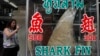 Protection of Sharks and Rays Threatens to Divide CITES