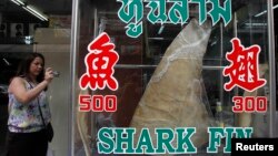 A woman takes a photograph of a dried shark fin on display at a restaurant in Bangkok, host city of the CITES meeting, March 5, 2013.