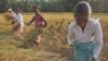 Ấn Độ có thể giúp ổn định giá gạo trên thế giới
