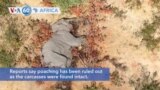 VOA60 Africa - Botswana is investigating the deaths of hundreds of elephants