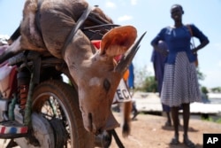 A woman stands near a killed bushbuck in Bor, South Sudan, Thursday, June 20, 2024. A newly paved road between Juba and Bor — the center of the illegal commercial bushmeat trade — has made it easier for trucks to carry large quantities of animals. (AP Photo/Brian Inganga)