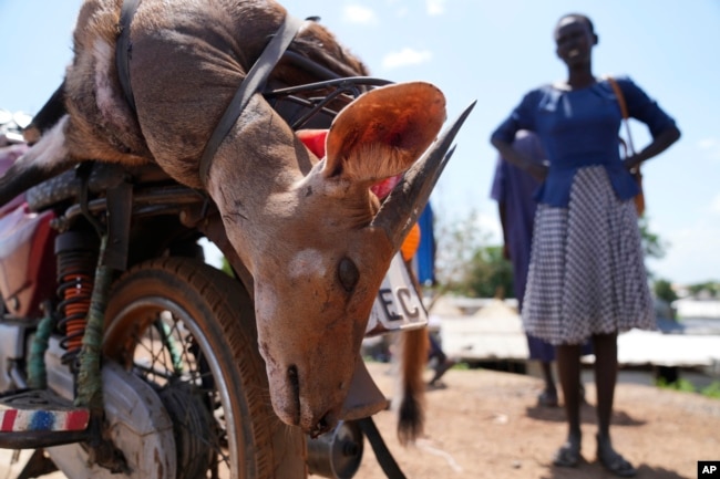 A woman stands near a killed bushbuck in Bor, South Sudan, Thursday, June 20, 2024. A newly paved road between Juba and Bor — the center of the illegal commercial bushmeat trade — has made it easier for trucks to carry large quantities of animals. (AP Photo/Brian Inganga)