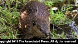 FILE - A young beaver explores water hole near Ellensburg, Wash., Sept. 12, 2014. Britain is considering releasing beavers back into the wild across England.