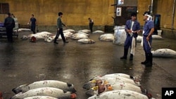 藍鰭金槍魚在日本拍賣獲得40萬美元