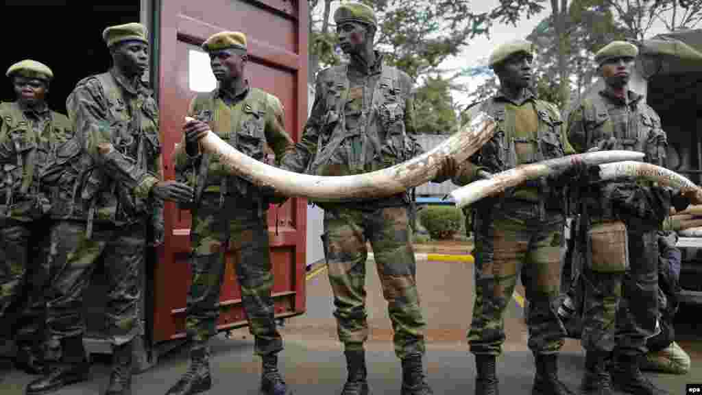 Des militaires posent avec des ivoires au siège KWS à Nairobi, le 15 avril 2016.(epa/DAI KUROKAWA)