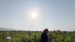 Demsala Çinîna Gulberojan li Herêma Kurdistanê Destpê Dike