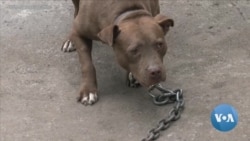 US Senate Passes Bill Making Animal Cruelty a Federal Felony