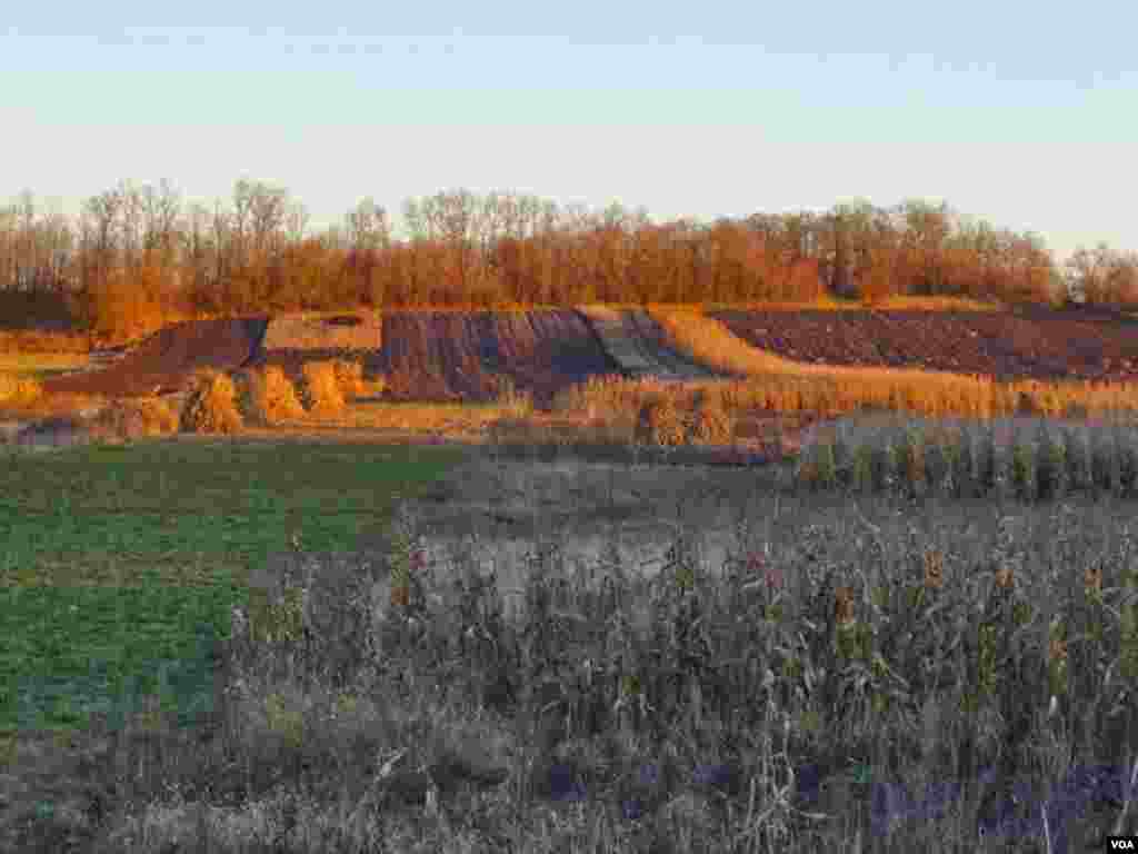 Corn fields in Zhernklyovy village, eastern Ukraine, Nov. 29, 2013. (Henry Ridgwell for VOA)
