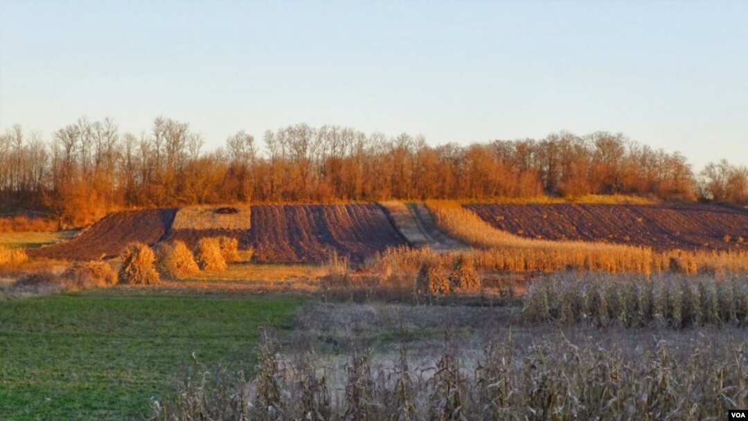 Cánh đồng ngô ở Ukraine.