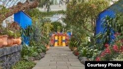 The Haupt Conservatory comes alive with the colors of Kahlo’s Mexico, greeting visitors with an evocation of the artist’s garden at the Casa Azul (Blue House), her lifelong home. Passing through blue courtyard walls, visitors stroll along paths lined with flowers, showcasing a variety of important garden plants from Mexico. (Photo: New York Botanical Garden) 