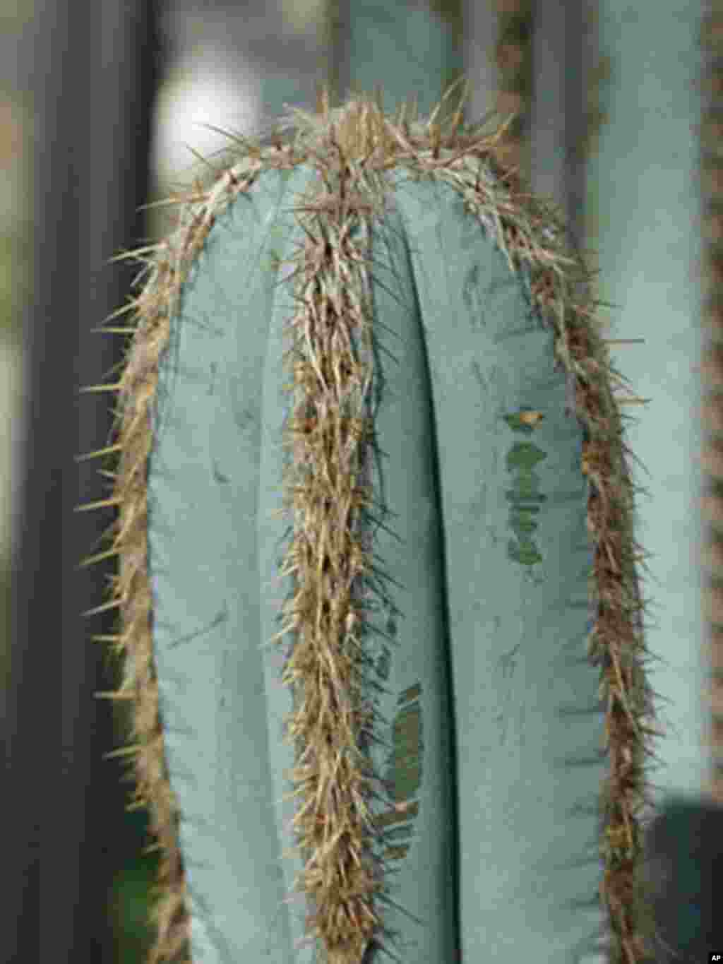 This rare cactus is endemic to the arid forests of eastern Brazil and lost its habitat as forested lands were converted into agricultural fields. (US Botanic Garden)