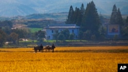 지난 2011년 10월 가을 걷이를 앞둔 북한 강원도 원산의 협동 농장. (자료사진)