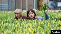 Employées récoltant des tulipes pour la Journée mondiale de la femme à Krasnoïarsk, en Russie, le 26 février 2016.