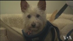美国万花筒：加州科技公司鼓励带狗上班