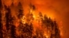 US West's Wildfires Spark Calls to Thin Tree-choked Forests