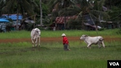 A farmer is seen walking her cattle in a rice field affected by spilling sea water last year in Kampot province. (Sun Narin/VOA Khmer) 