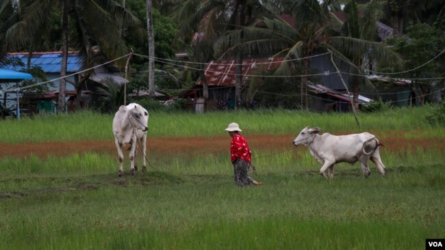 Farmer’s rice field in Kampot city which was flooded last year with saltwater, October 2, 2021. (Sun Narin/VOA Khmer)