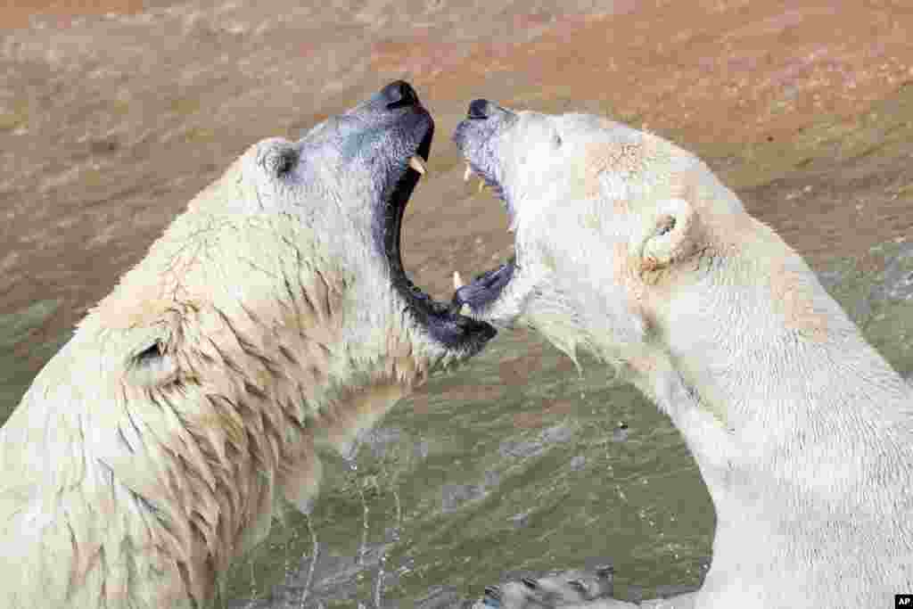 ខ្លាឃ្មុំទឹកកកឈ្មោះ Nanuq និង Vera កំពុងលេងនៅក្នុងកន្លែងរបស់ពួកវានៅក្នុងសួនសត្វ Tierpark ក្នុងទីក្រុង Nuremberg ប្រទេសអាល្លឺម៉ង់។