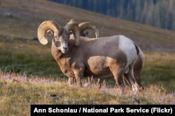 Bighorn sheep in Rocky Mountain National Park