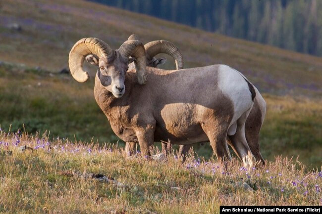 Bighorn sheep in Rocky Mountain National Park