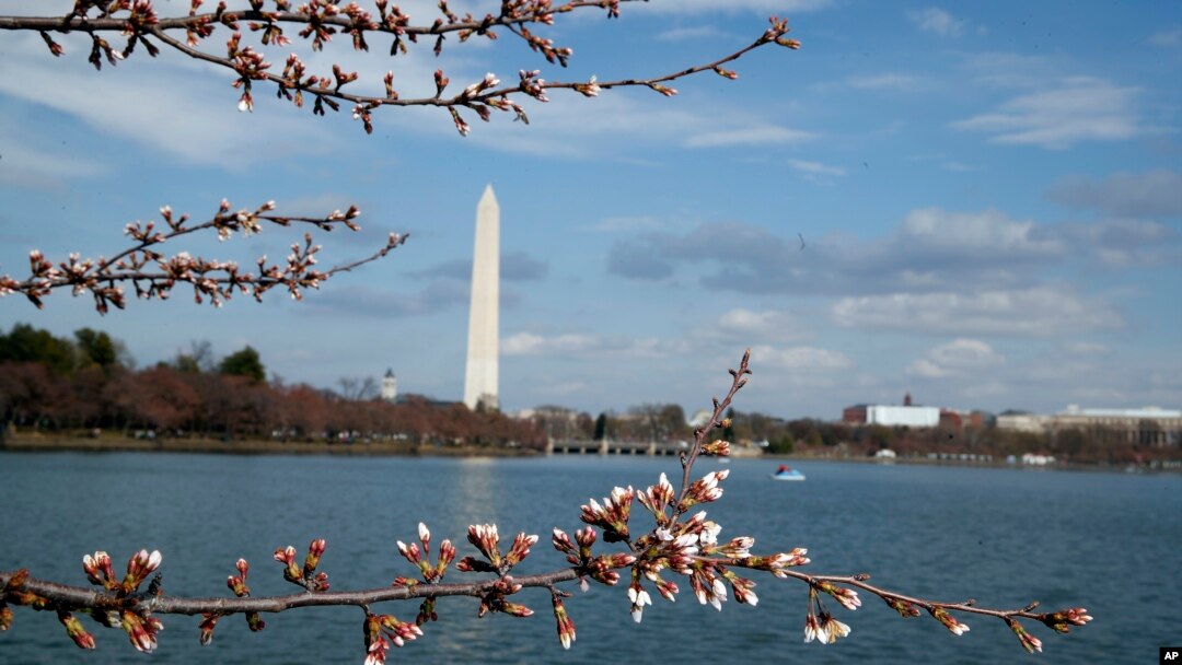 From the blue of the Tidal Basin water to the pink of a blooming