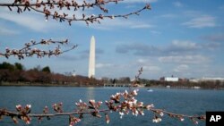 Some cherry blossom buds can be seen covered with ice due to recent cold weather in Washington, D.C.