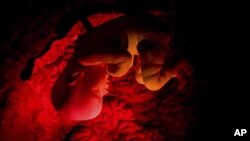 در طی این ۷ روز جنین انسان، پس از تقسیم های متعدد، از تخم یک سلولی به ۲۵۰ سلول بالغ می شود.