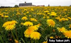 A field of dandelions bloom in a farmer's field in East Montpelier, Vermont, May 23, 2013 . (AP Photo/Toby Talbot)