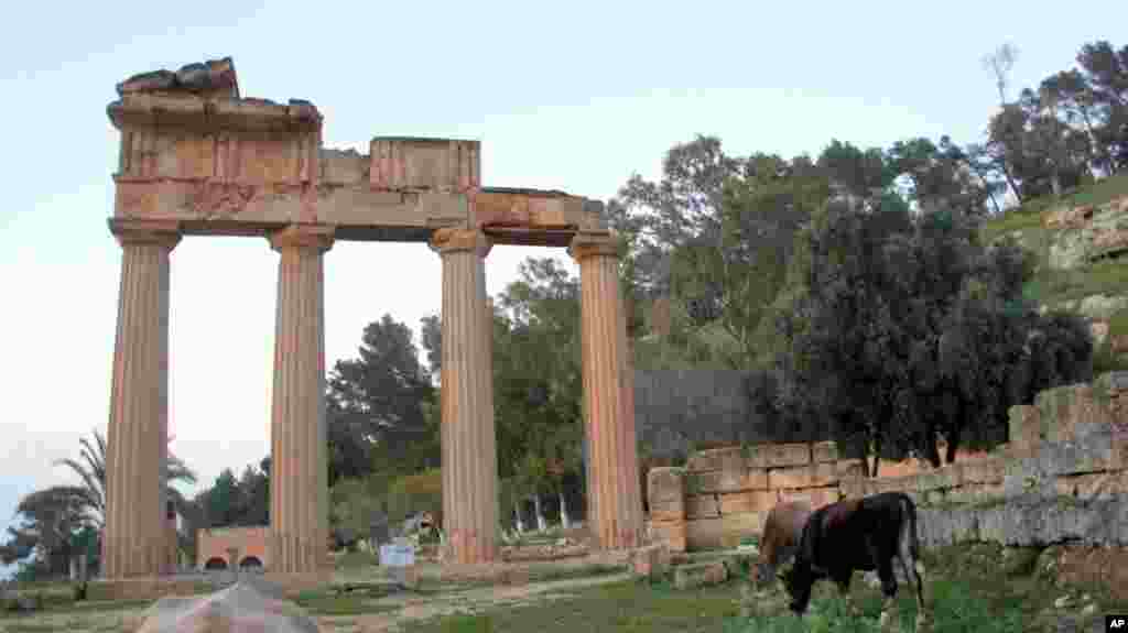 The ruins of Cyrene provide pasture land for local cows. (VOA-E. Arrott)