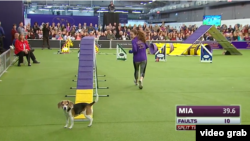 Mia the beagle gets distracted by the audience