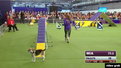beagle agility